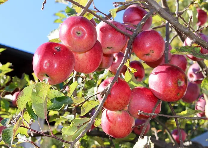 Oelberg אינסברוק